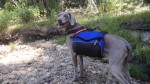 Brookie on a hike to Bull run Lake in the Carson Iceberg Wilderness - September, 2009