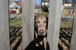 Brookie visiting my parents in Oklahoma - Christmas 2008.  Note the fact that SHE is outside the fence and we are inside.