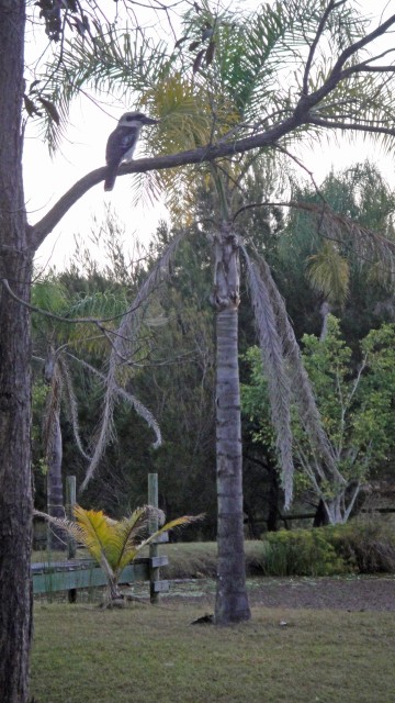 Francois and Sue's back yard.