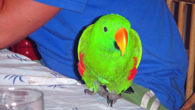 Shrek, the resort parrot.