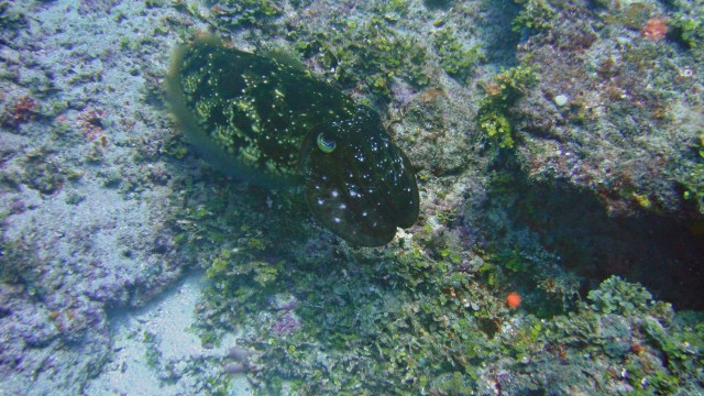 Cuttlefish.  One of several we saw on this trip.