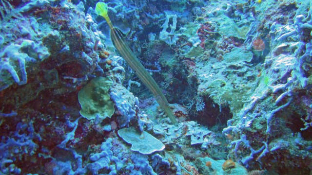 Trumpetfish