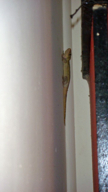 Gecko hanging out between the wall and our closet.