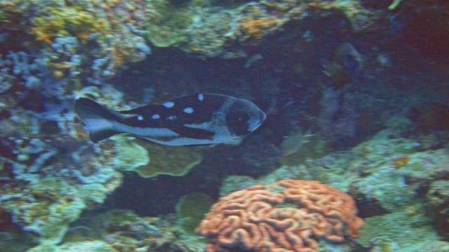 Dog-faced pufferfish