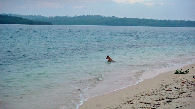 Chivas waiting for the afternoon dive boat to return.