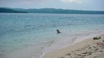 Chivas waiting for the afternoon dive boat to return.