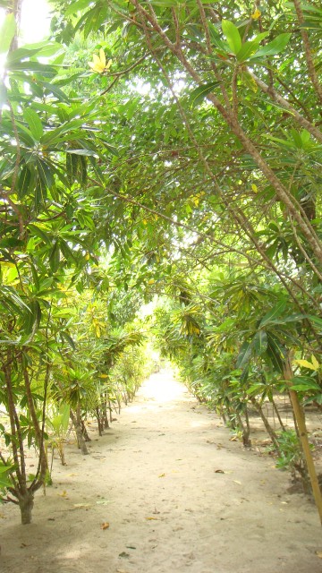 The path from the dining hall to our bungalow.