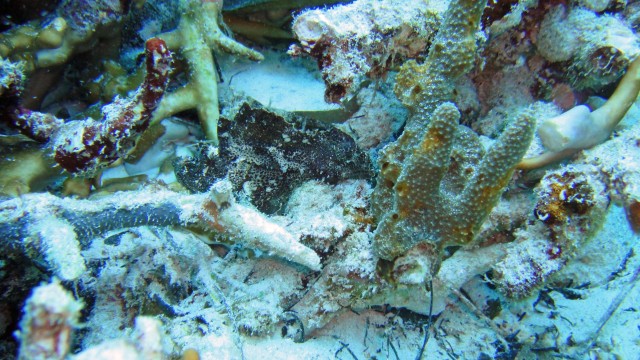 Leaffish - relate to the Lionfish.