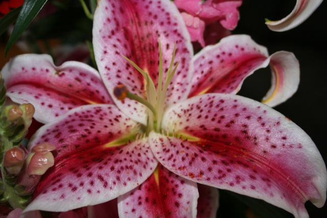 Lillies from Teresa and Bina 2