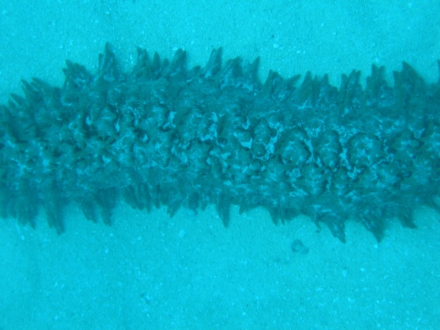 Sea Cucumber