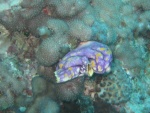 Sea squirt