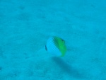 Butterfly Fish