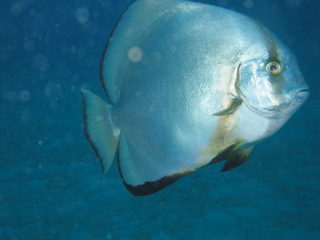 Bat fish