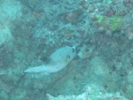 Dog-faced puffer fish