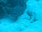 Cleaning Station.  Large fish stop at these places to have small fish and shrimp clean food and parasites off of them.