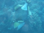 triggerfish