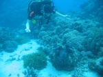 Kim checking out a clam.