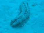 Another sea cucumber