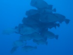 School of bump-head parrot fish