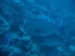 More bump-head parrot fish