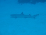 Great White-tipped Reef Shark.  Better pics and video later.