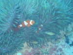 Another clown fish family