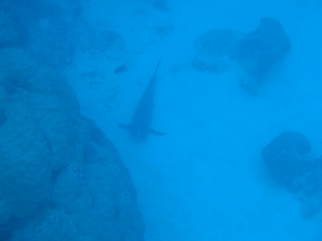 These sharks were sitting at over 24 meters.  Well below our depth limit for this dive.  