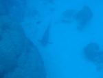 These sharks were sitting at over 24 meters.  Well below our depth limit for this dive.  