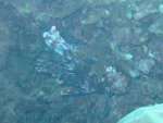 Lionfish.  I can't remember if I was upside down or it was!