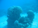 A bommie - coral outcropping.