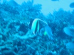 Moorish Idol - like Gil from 