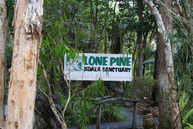 The following series is from the Lone Pine Koala Sanctuary outside Brisbane.