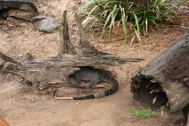 Lace Monitor--He's shy.