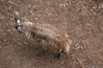 Wet Emu