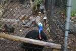 Cassowary