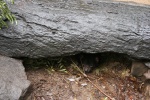 Tasmanian Devil - hiding