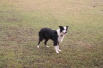 One of the Border Collies