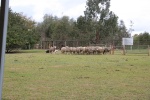 The Collies beginning to drive the herd