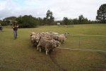 Next, the collies drove the herd into a pen where the sheep would come to be sheared