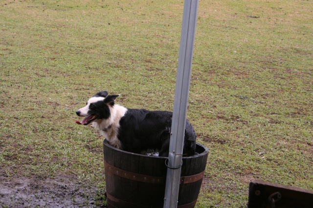 Cooling off after a hard run.