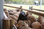 The Kelpie's much smaller than the Collies and will run across the backs of the sheep to drive them around the pen.  They're quick enough not to get stepped on as they run from one end of the herd to the other to get them moving.