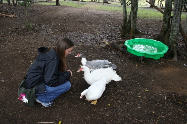 Some crazy ducks who thought Kim had food.