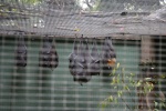 Bats sleeping.  These are much larger than any i've seen in the US.  They were over a foot long!