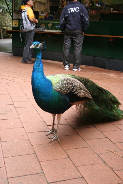 A peacock wandered in while we were eating lunch