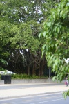 Banyan Tree