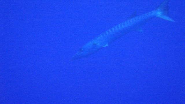 Barracuda