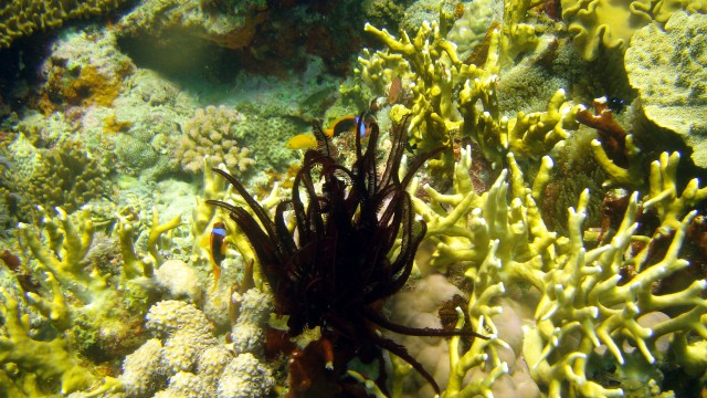 Clownfish and Anemone