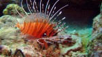 Lionfish