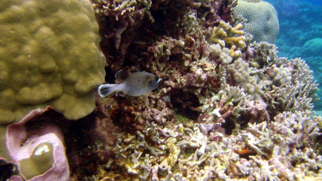 Dog-faced pufferfish