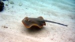 Blue-spotted fantail ray